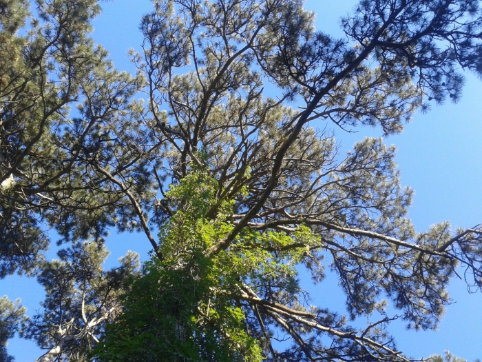 Сосна pinus succinifera