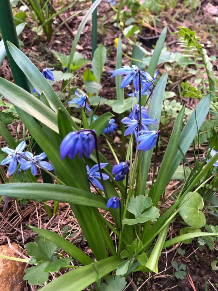 Пролеска сибирская сцилла