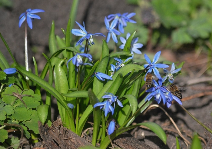 Первоцветы пролеска сибирская