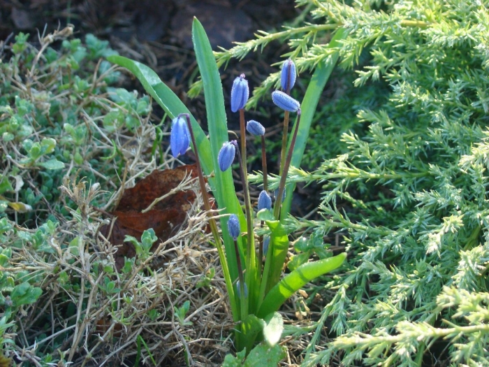 Пролеска сибирская