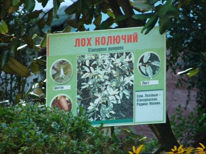 Лох колючий растение