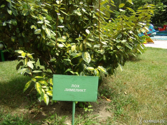 Растение лох обыкновенный