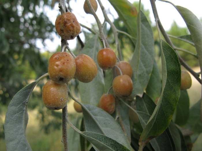 Лох узколистный дикая маслина