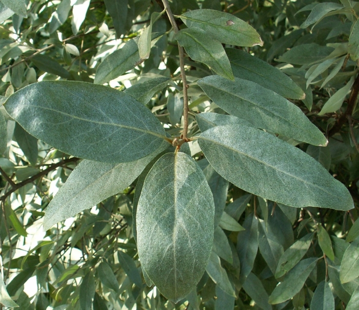 Лох узколистный листья