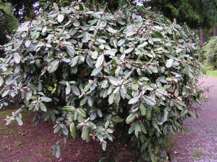 Лох колючий (elaeagnus pungens)