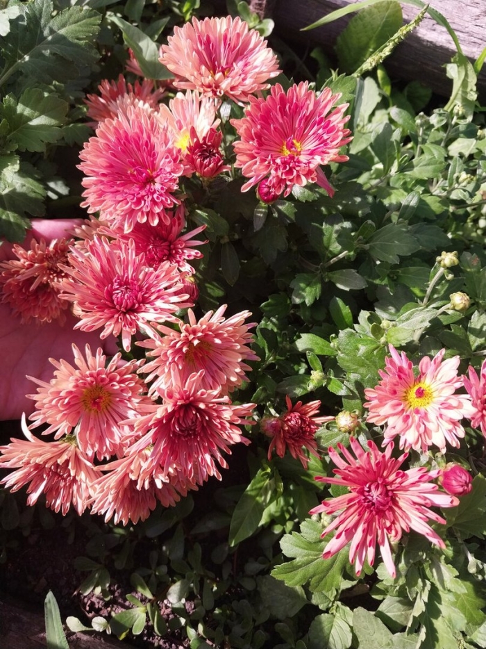 Корейская хризантема многолетник