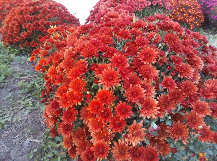 Хризантема мультифлора бранхилл ред