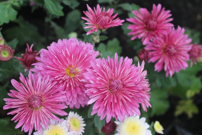 Хризантема корейская заграва