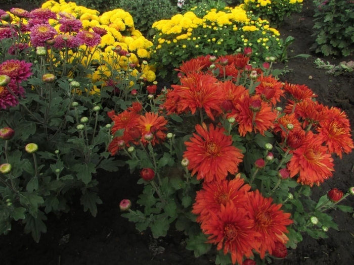 Хризантема корейская ватра
