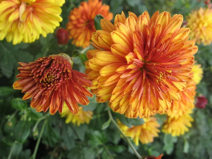 Хризантема корейская медея