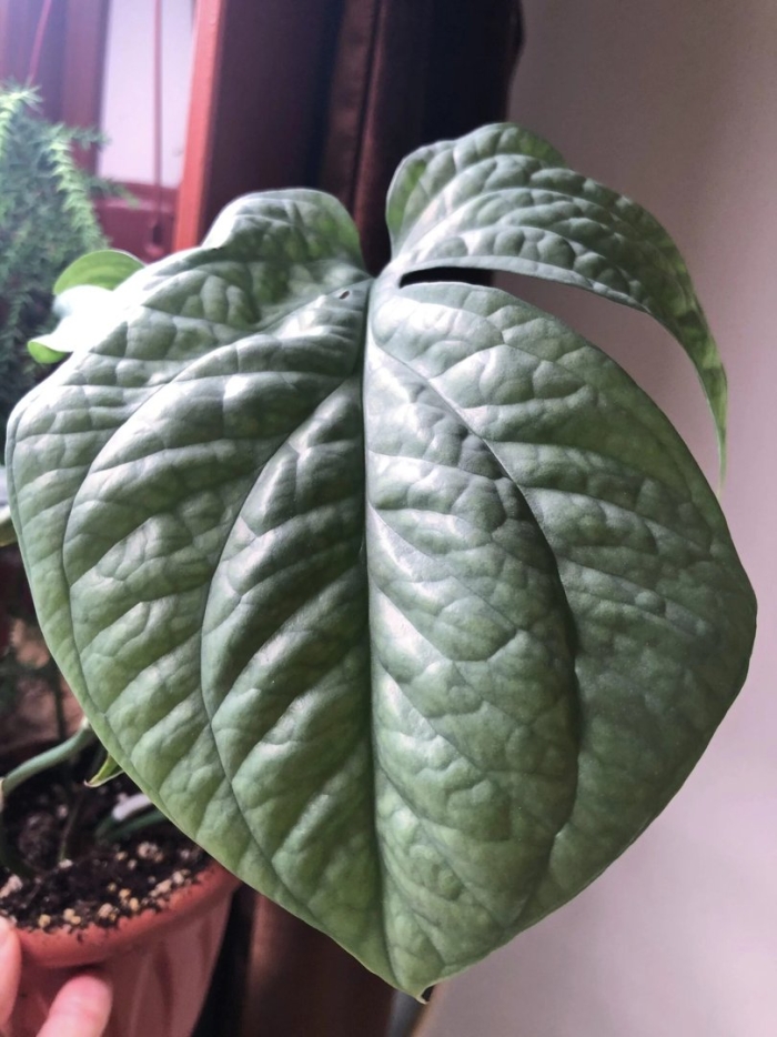 Монстера спайдермен блю