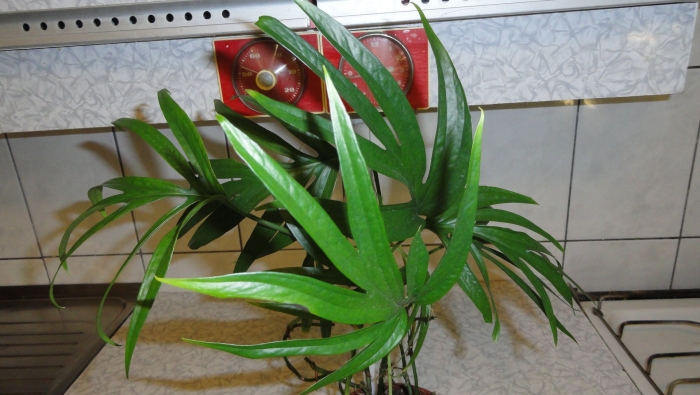 Эпипремнум фиш бон