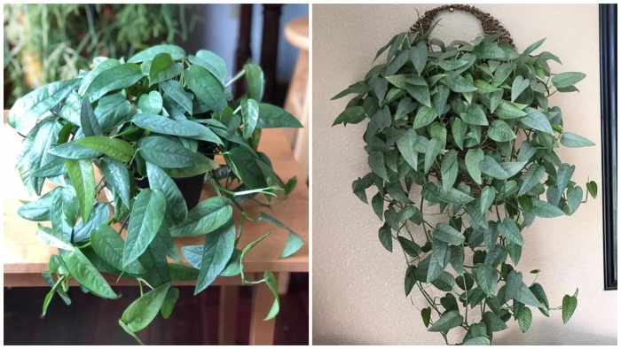 Эпипремнум cebu blue