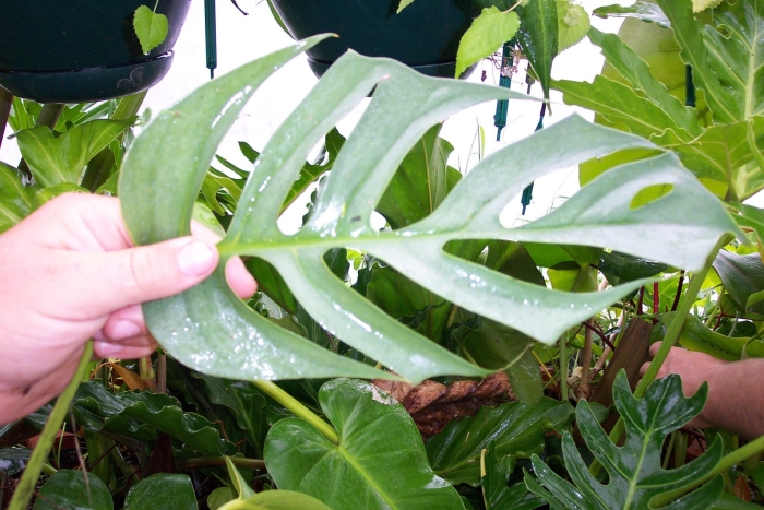 Монстера сильвер лиф
