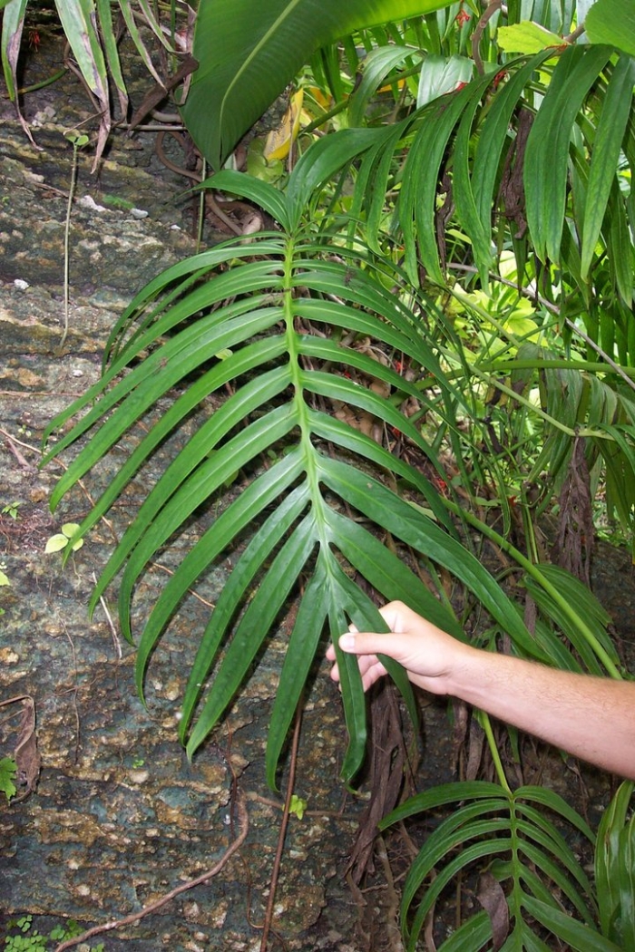 Amydrium zippelianum