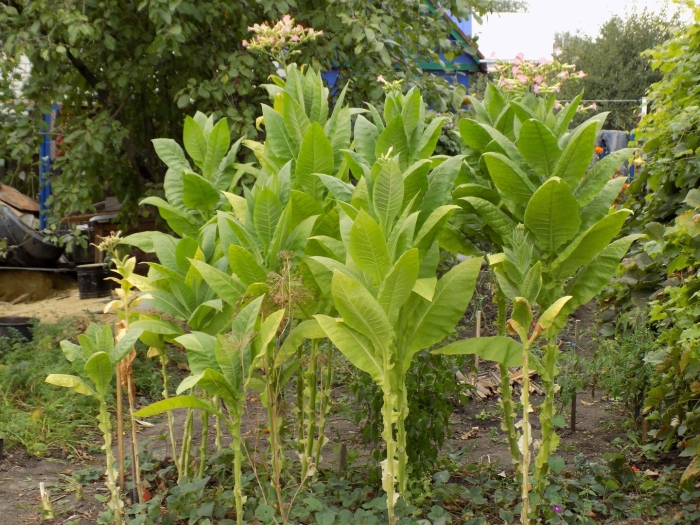 Самосад табак