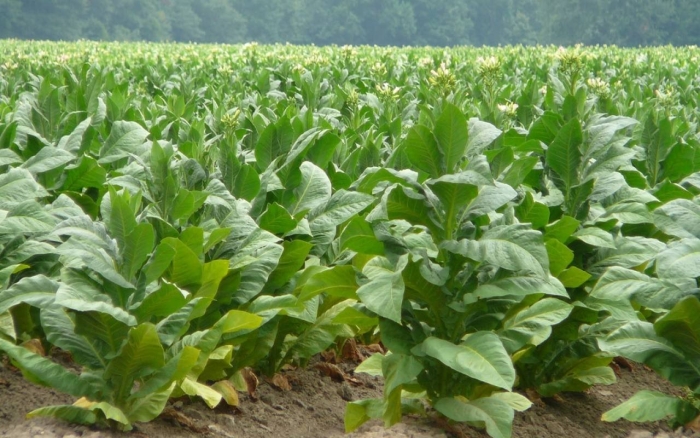 Табак курительный самосад