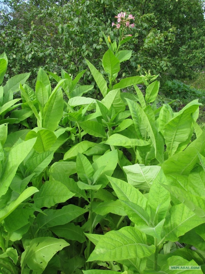 Табак махорка