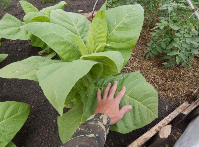 Сорт табака вирджиния голд