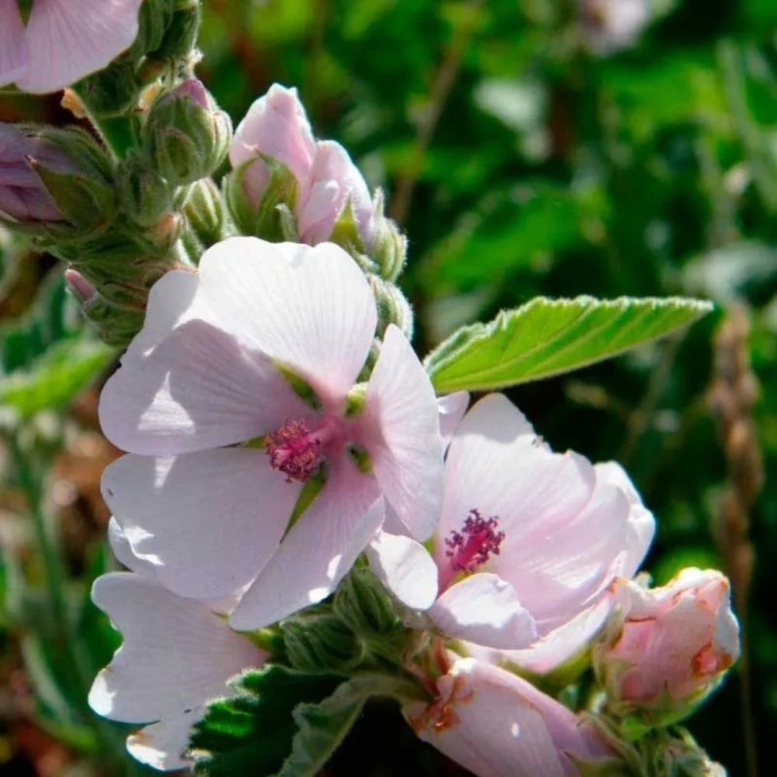 Мальвовые алтей