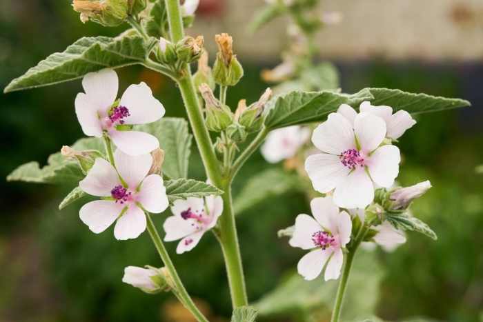 Althaea officinalis