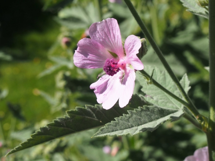 Althaea armeniaca