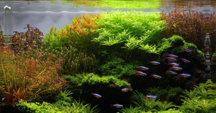 Голландский аквариум