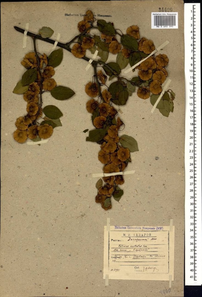 Карликовая береза