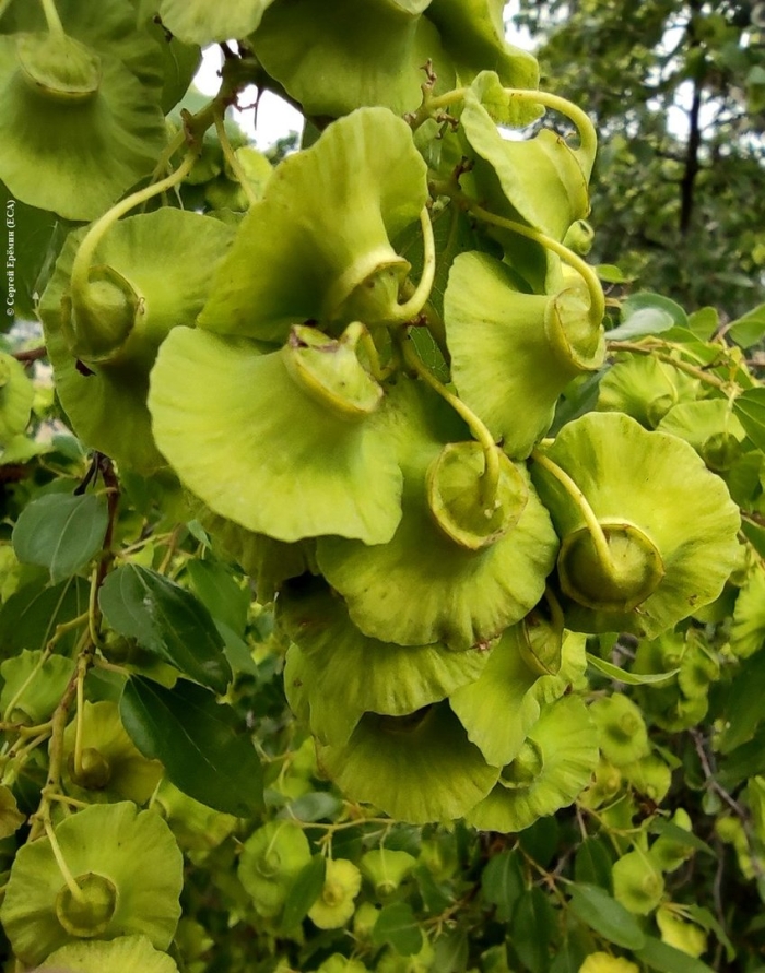 Держидерево колючее