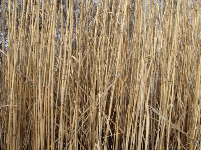 Камыш и тростник