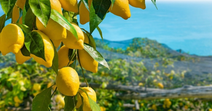 Дерево лимон