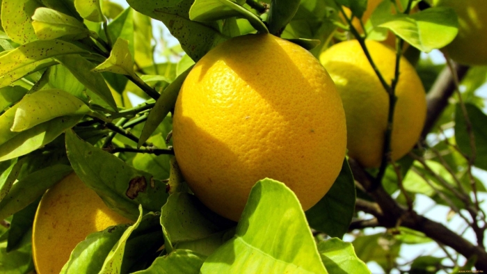 Lemon tree (лимонное дерево)