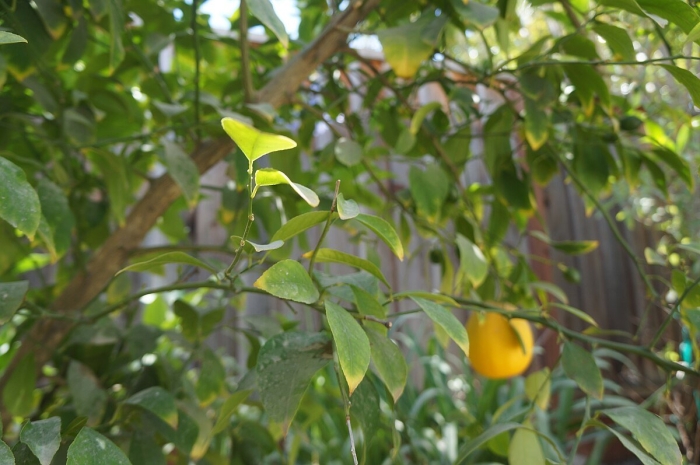 Lemon citrus limon италия