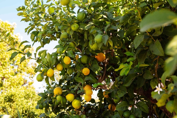 Лимонное дерево мейера