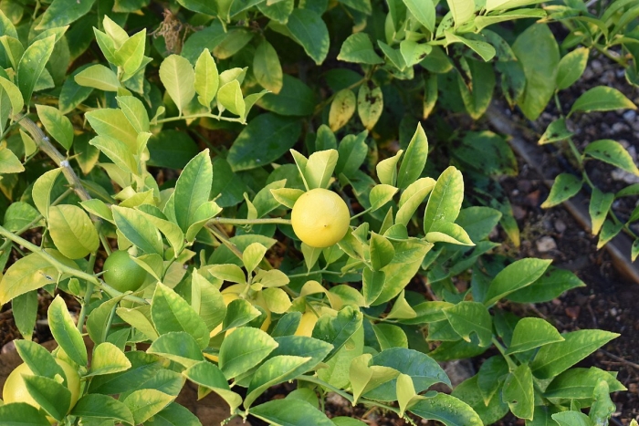 Цитрус лимон мейера комнатный