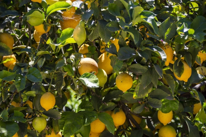 Дерево лимон