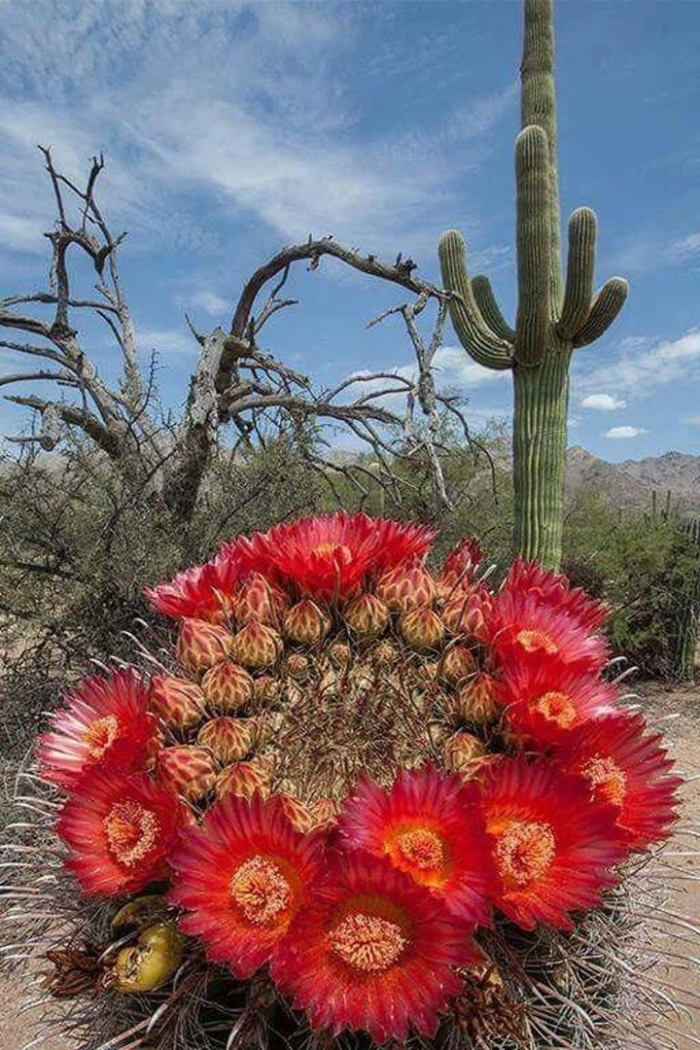 Ferocactus wislizeni