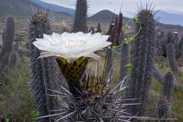 Эхинопсис атакамский