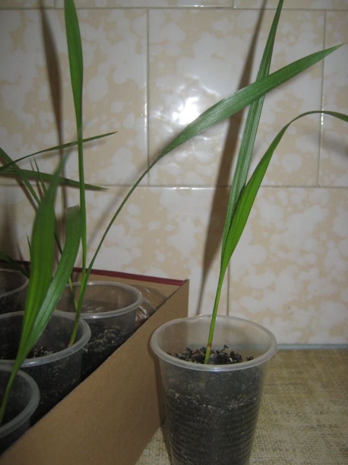 Финиковая пальма росток