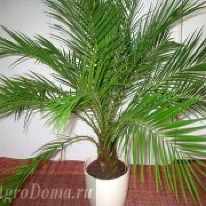 Финик робелена