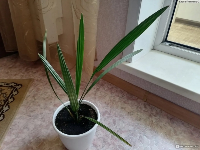 Финиковая пальма 4 года