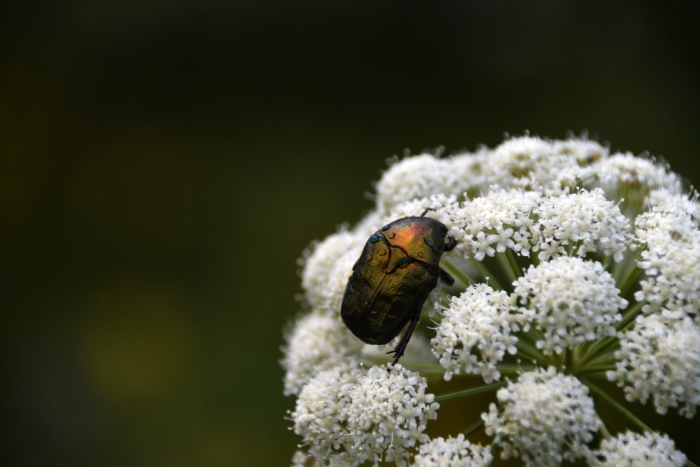 Жук бронзовка