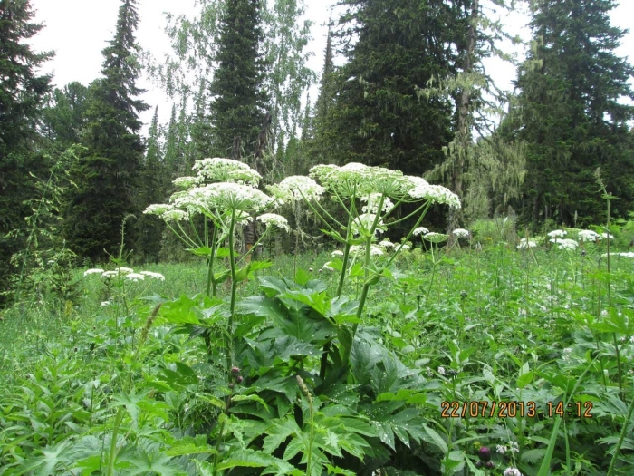 Пикан борщевик сибирский