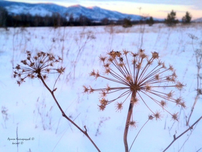 Курай цветок башкирии