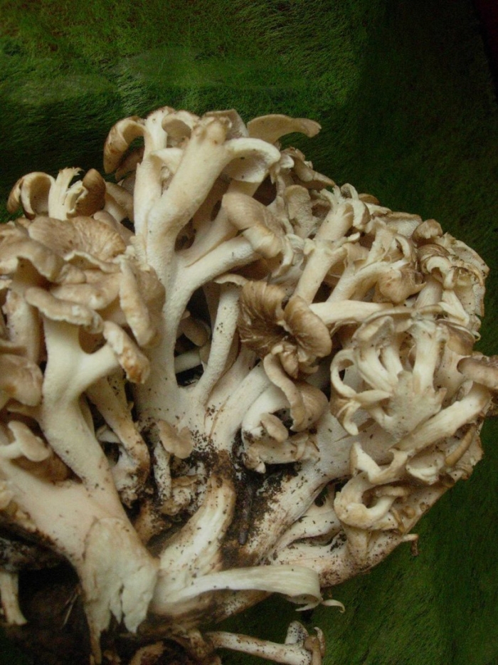 Гриб баран ежовик