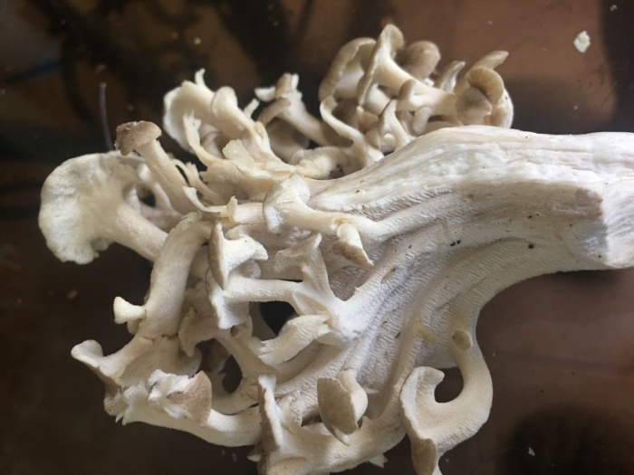 Грифола (трутовик) зонтичная