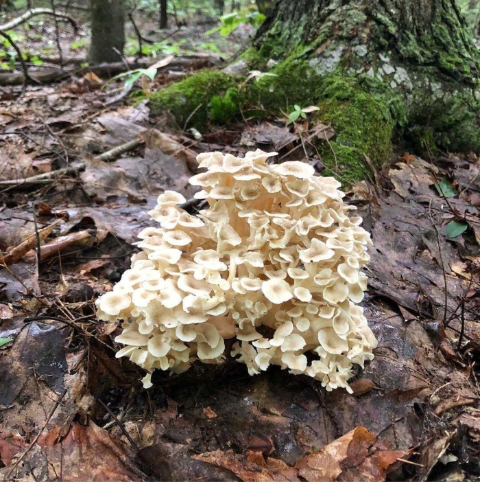 Грифола зонтичная (grifola umbellata)