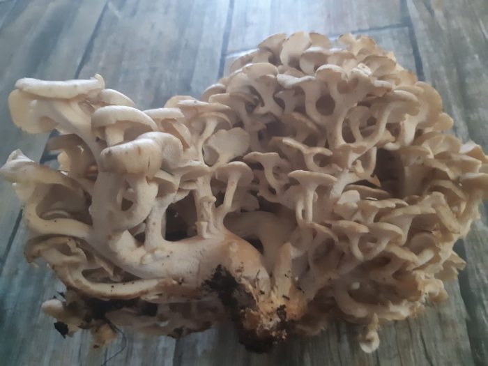 Спарассис курчавый