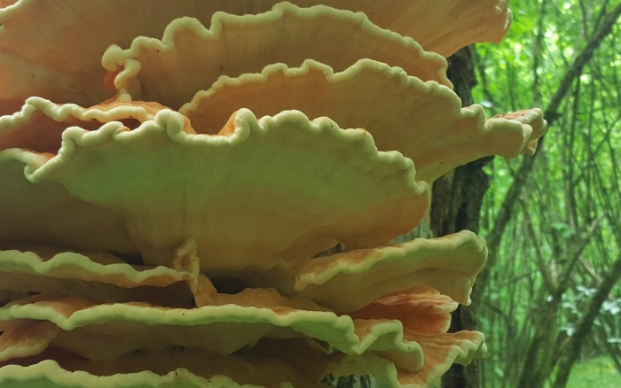 Трутовик овечий гриб