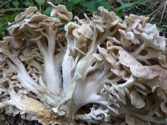 Гриб баран трутовик зонтичный